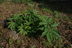 Arisaema thunbergii urashima