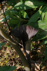 Arisaema thunbergii urashima