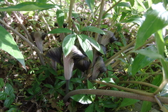 Arisaema thunbergii urashima