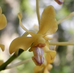 Vanda testacea