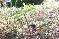 Arisaema thunbergii urashima
