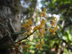 Vanda testacea