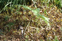 Arisaema thunbergii urashima