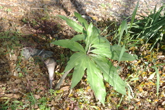 Arisaema thunbergii urashima