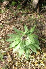 Arisaema thunbergii urashima