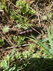 Berberomeloe maculifrons