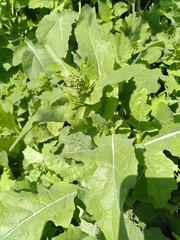 Angiospermae