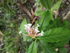 Rauvolfia serpentina