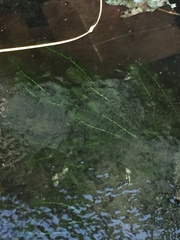 Egeria densa
