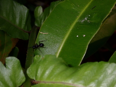 Polyrhachis laevissima