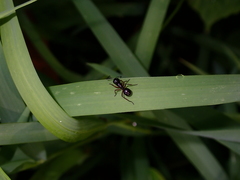 Polyrhachis laevissima
