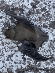 Scotophilus dinganii