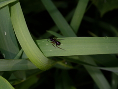 Polyrhachis laevissima