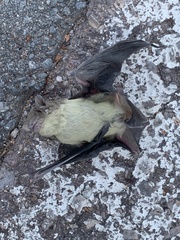 Scotophilus dinganii