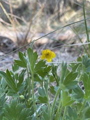 Ranunculus occidentalis occidentalis