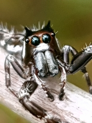 Sandalodes bipenicillatus