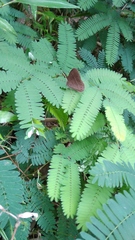 Mycalesis janardana