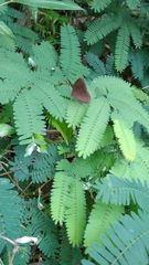 Mycalesis janardana