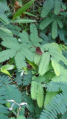 Mycalesis janardana