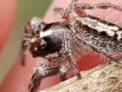 Sandalodes bipenicillatus