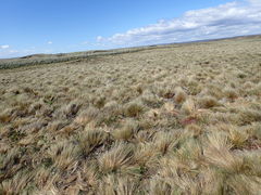 Festuca gracillima