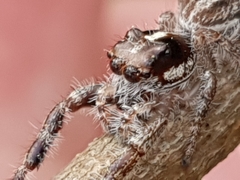 Sandalodes bipenicillatus