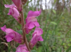 Antirrhinum majus