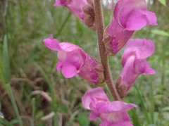 Antirrhinum majus