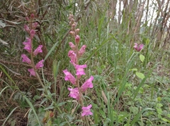 Antirrhinum majus