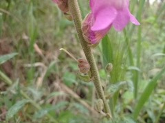 Antirrhinum majus