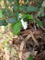 Jasminum sambac