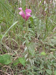 Antirrhinum majus
