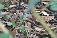 Dromicodryas bernieri