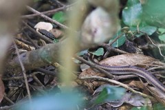 Dromicodryas bernieri