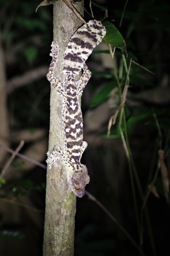Henkel's Leaf-tailed Gecko