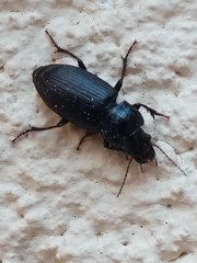 Carabidae