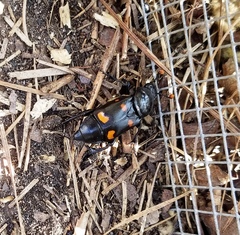 Nicrophorus carolina