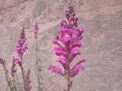 Antirrhinum majus