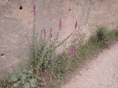 Antirrhinum majus