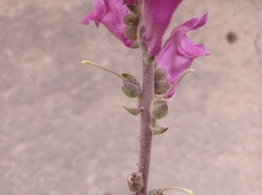 Antirrhinum majus