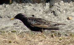 Sturnus vulgaris