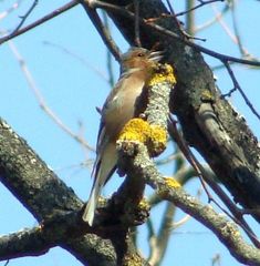 Fringilla coelebs
