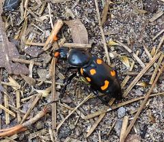 Nicrophorus carolina
