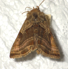 Euchalcia variabilis