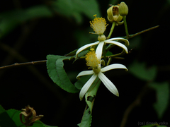 Grewia serrulata