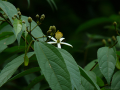 Grewia serrulata
