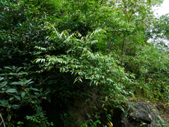 Grewia serrulata