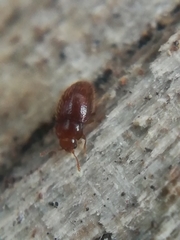 Mycetaea subterranea