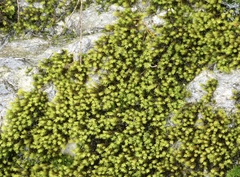 Racomitrium aquaticum