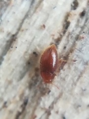 Mycetaea subterranea